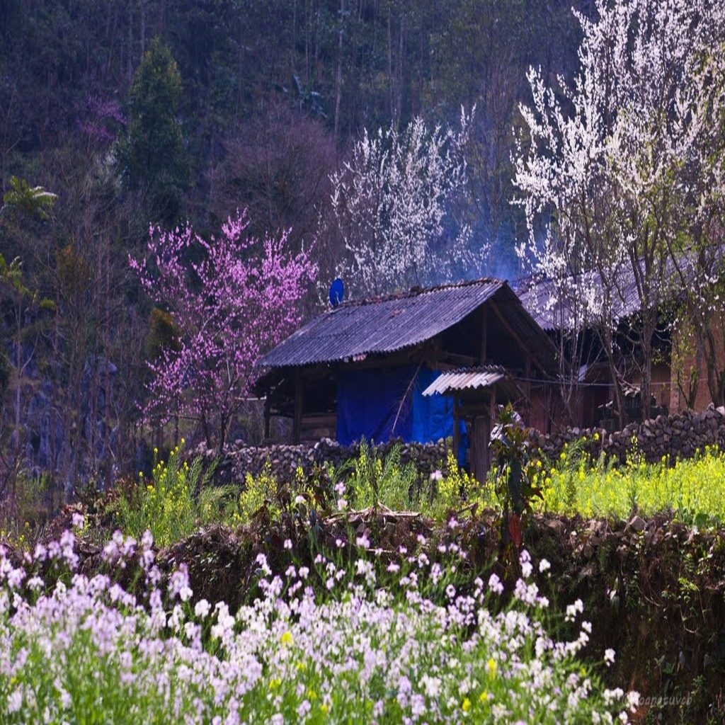 hoa-man-ha-giang