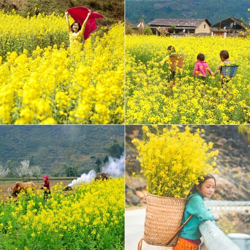 mua-hoa-cai-vang-ha-giang