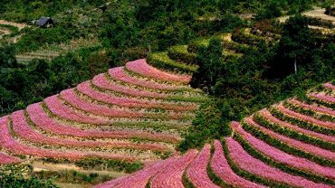 Tam giác mạch Hà Giang