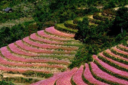 Tam giác mạch Hà Giang