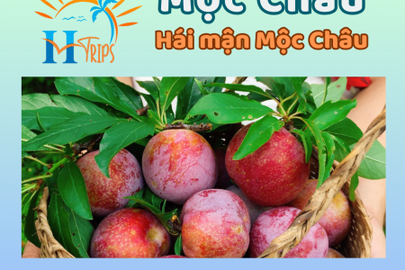 Mộc Châu 2 Ngày 1 Đêm – Oto