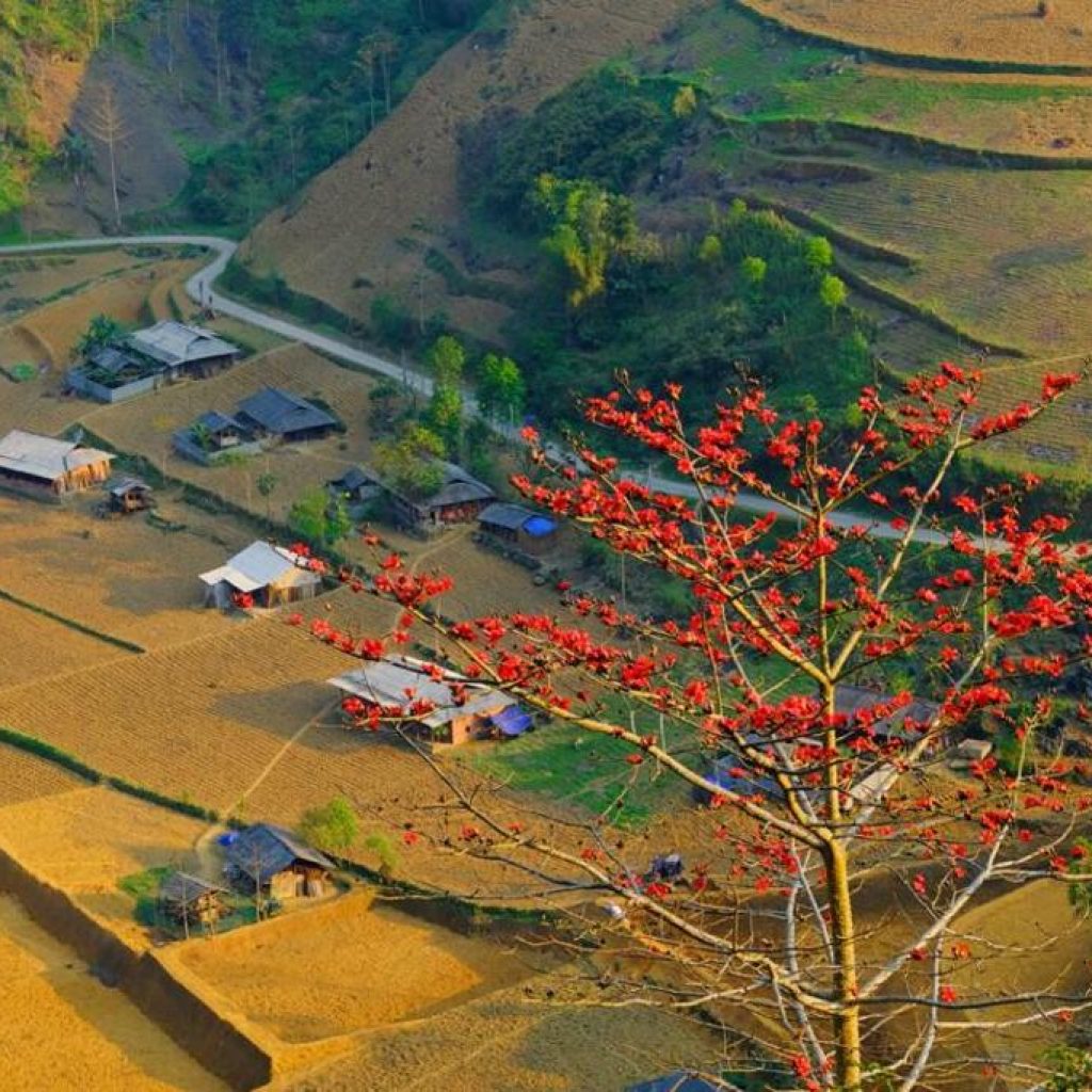 hoa-gao-ha-giang