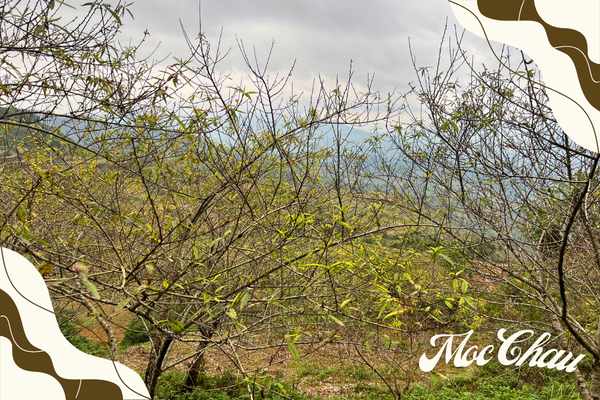 Tour Moc Chau 2 Days 1 Night (Motorbike)