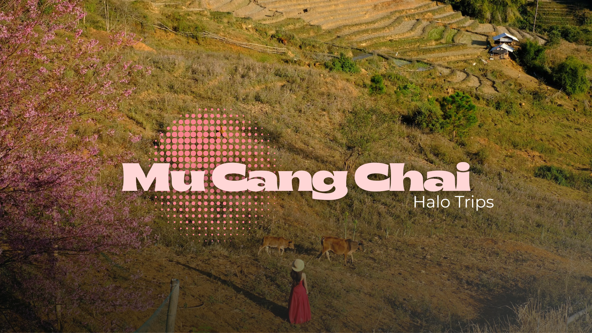 Mu Cang Chai Tour – 2 Days 1 Night