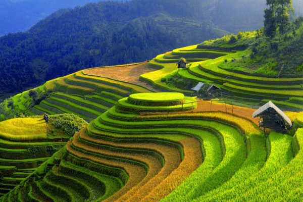 Unforgettable Mu Cang Chai Tour: 2 Days 1 Night of Golden Magic in the Mountains